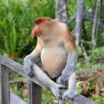 Jak odnaučit popotahování nosem seniora: Jednoduché Metody a Tipy