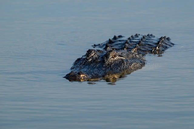 Výdrž baterie: Jak dlouho vydrží Aligator bez ⁢nabíjení