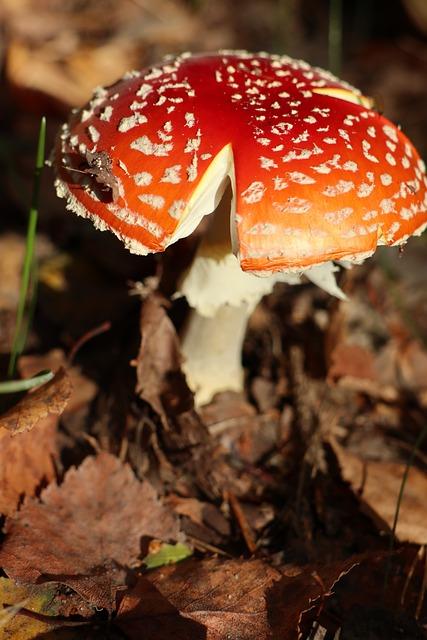 Rizika spojená s nebankovními půjčkami pro důchodce