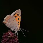 Magazín pro Seniory: Zdraví, Zábava, Důchody, Cestování a Inspirace 9 Babské rady na spáleniny od slunce: Jak na rychlou úlevu