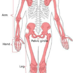 Babské rady na osteoporózu: Přirozené způsoby, jak podpořit zdraví kostí