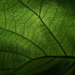 Babské rady na křečové žíly: Jak zmírnit křečové žíly přirozeně