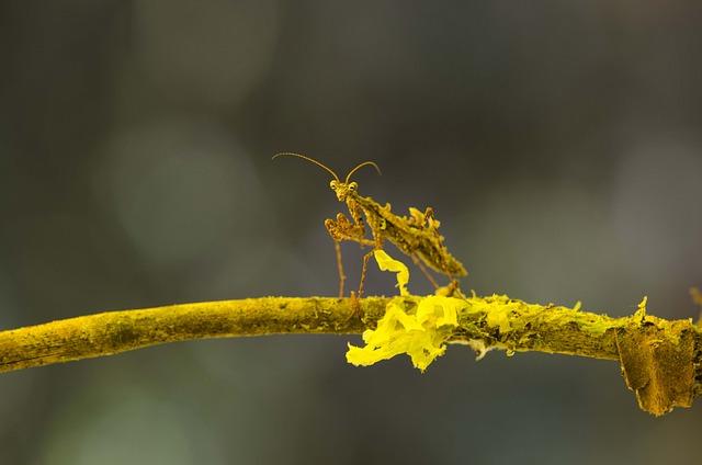 Důležitost biodiverzity: Jak podpořit přirozené predátory