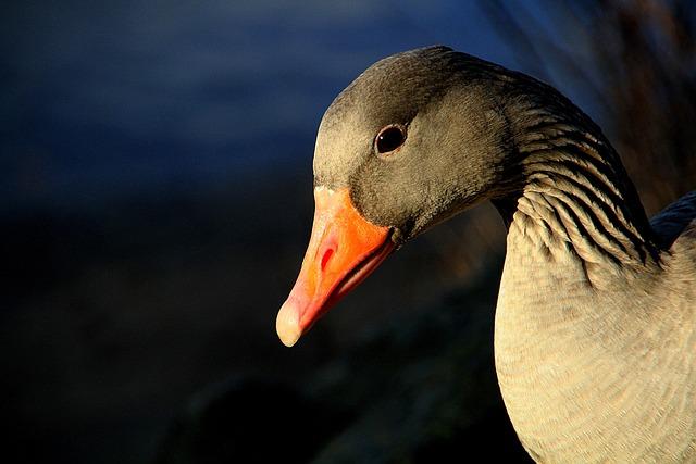 Jak ‌rozpoznat housera a jeho příznaky